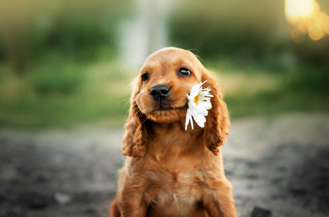 It's a Dogs Life Hero Image