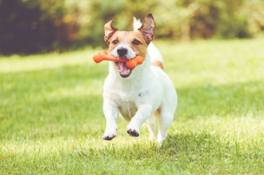 Dog Toys Selector Guide